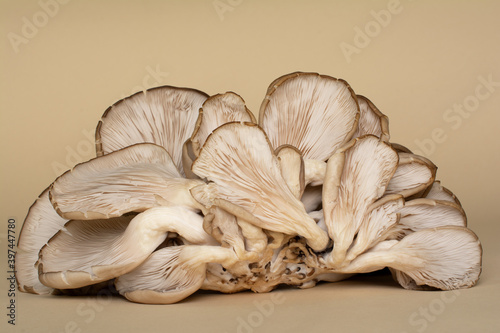 Oyster mushrooms are a type of edible fungi. Fruiting bodies of fungi with their fleshy gills (hymenium) are lying on a ocher background. photo