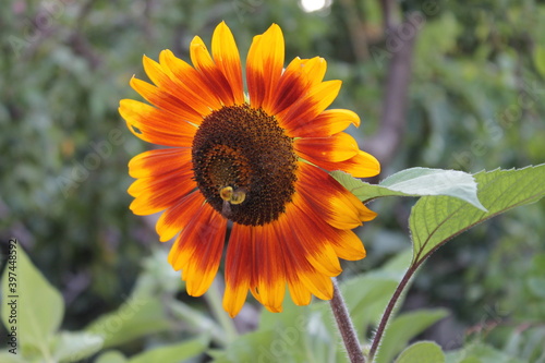 sunflower with bee