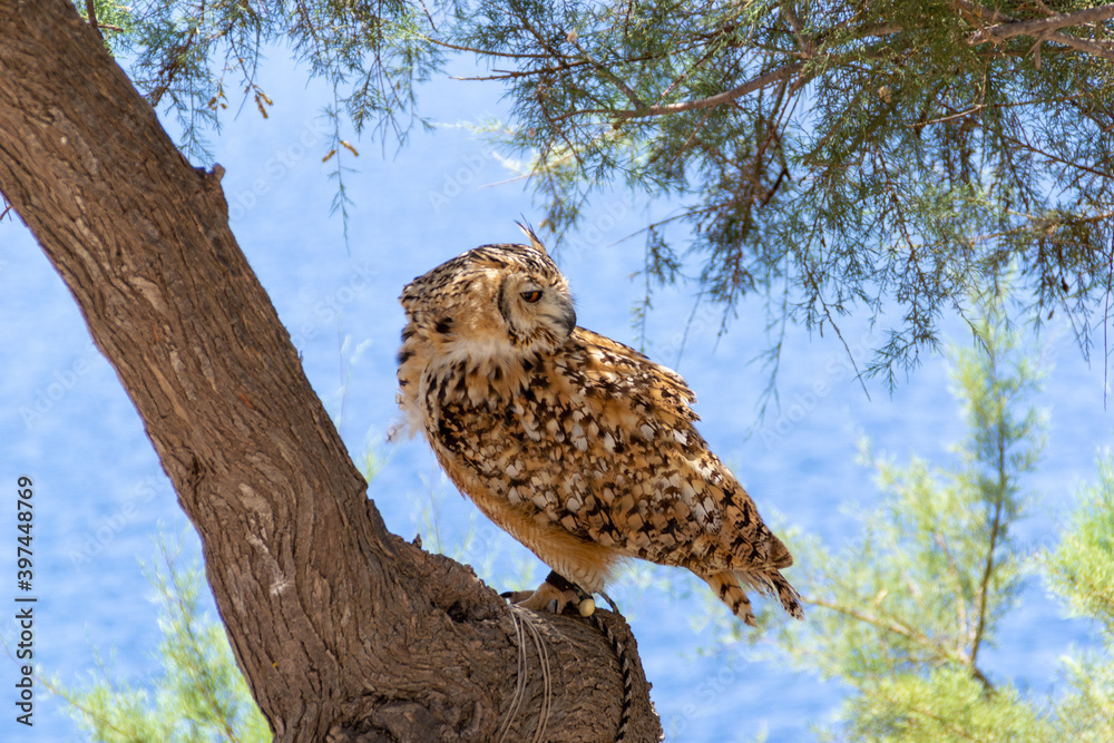 Obraz premium Pharaoh Eagle Owl