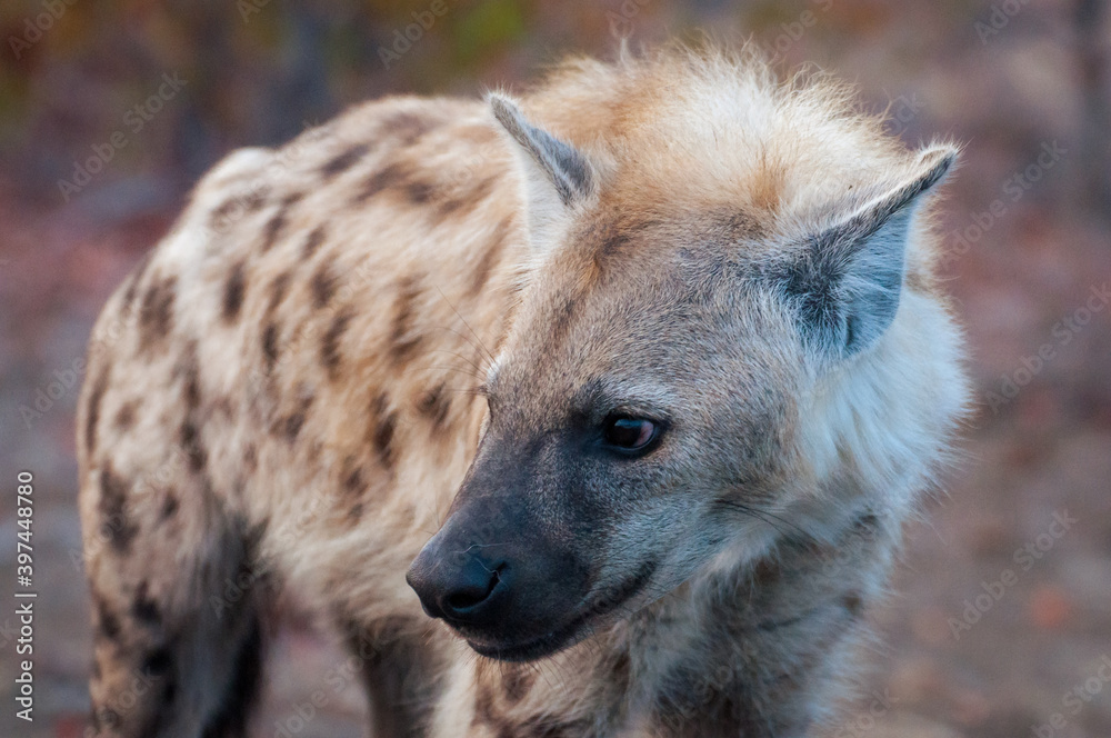 Single spotted hyena closeup, scientific name crocuta crocuta, closeup captured in Kruger National Park, South Africa