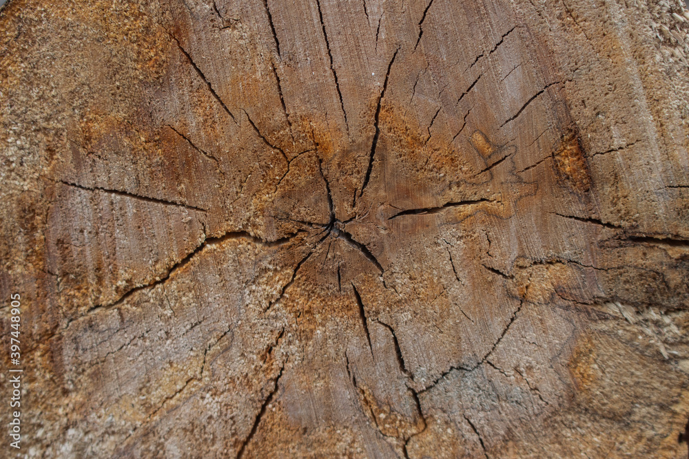 Wood texture with details of natural grain pattern for background and wallpaper Wood texture with details of natural grain pattern for background and wallpaper