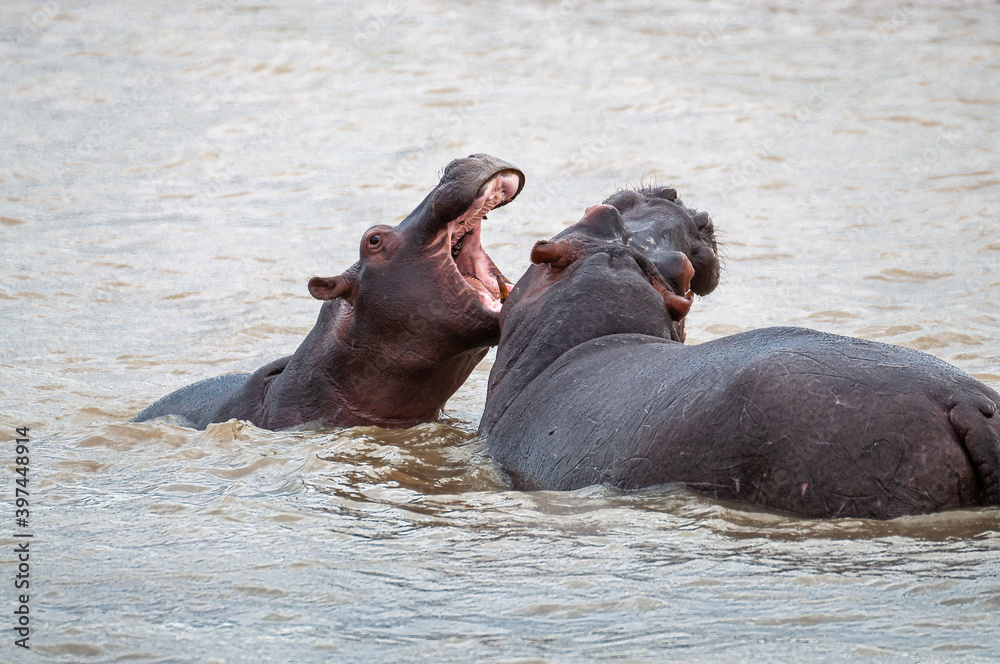 Huge hippos fighting in the water of iSimangaliso Wetland Park World Heritage Site - South Africa Huge hippos fighting in the water of iSimangaliso Wetland Park World Heritage Site - South Africa