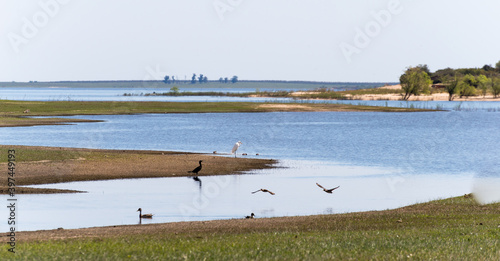 Some Birds resting and nesting close to the river shore at San Gregorio de Polanco, Tacuarembo. Sunny day at the countryside.  photo