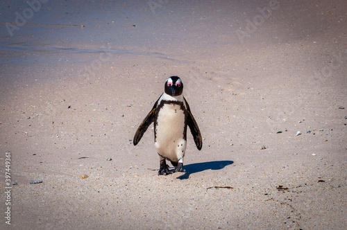 Isolated Cape penguin, aka African penguin (scientific name: Spheniscus demersus) walking on the beach. Boulders Beach - Table Mountain National Park, South Africa