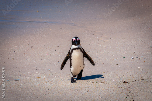 Isolated Cape penguin, aka African penguin (scientific name: Spheniscus demersus) walking on the beach. Boulders Beach - Table Mountain National Park, South Africa