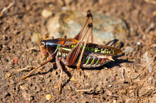 Siberian grasshopper in the garden © Ilia