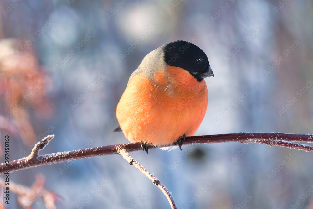Bird on a branch in winter in Siberia Bird on a branch in winter in Siberia