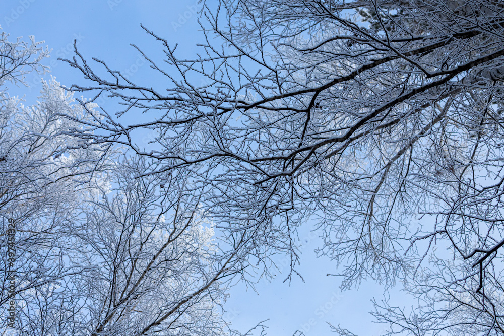 Obraz premium Frozen winter forest . Close up of a snow-covered trees on a background of a white winter sky, soft focus. Beautiful magic forest