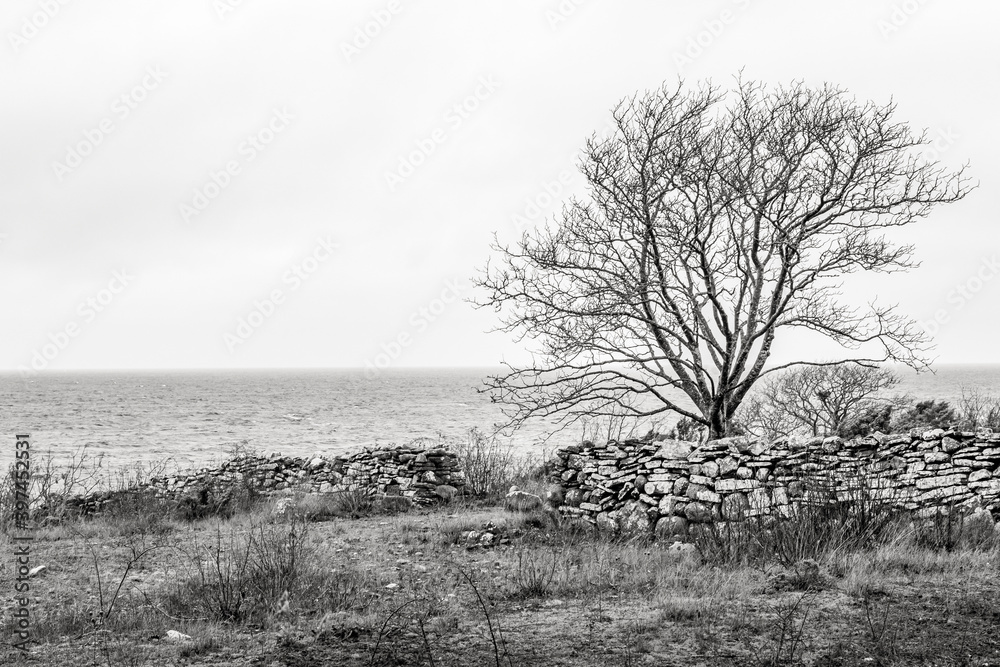 Fototapeta premium tree in the field