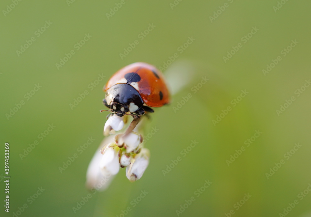 ladybug on flower bud, macro shoot ladybug on flower bud, macro shoot