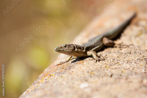 Lizard resting on a warm stone heated by the sun. The Madeiran wall lizard (Teira dugesii) is an endemic species of the Madeira Archipelago, Portugal