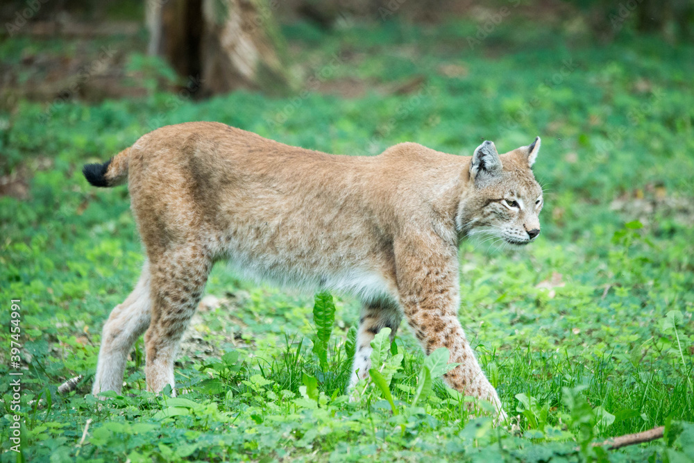 Luchs