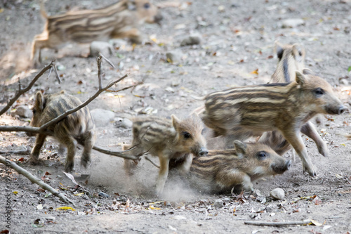 Wildschwein Ferkel