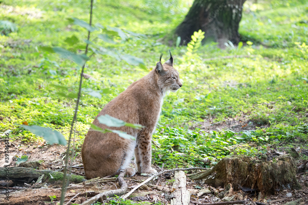 Luchs Luchs
