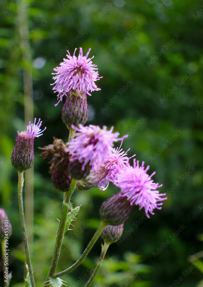 Fototapeta premium Feldblume bei Regen
