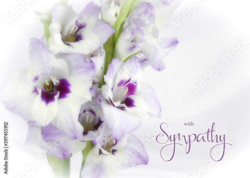 Tablou pe pânză White and purple gladiola flower isolated on white background with soft focus
