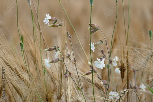 Weisse Wildblumen im Kornfeld
