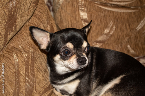  adorable black chihuahua doggy sitting on the couch