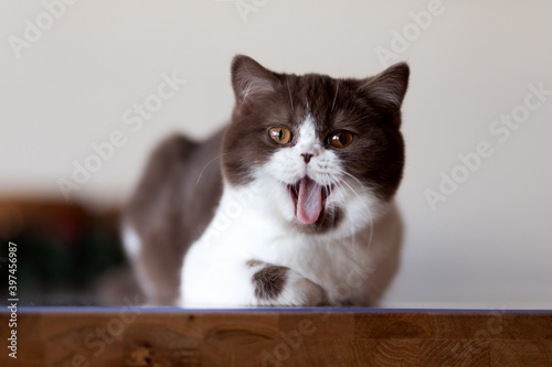 Süße Babykatze gähnt, Gähnen Miau fauchen Kitten © Wabi-Sabi Fotografie