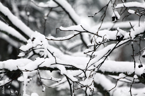snow-covered alder branches with cones and earrings in the winter forest
