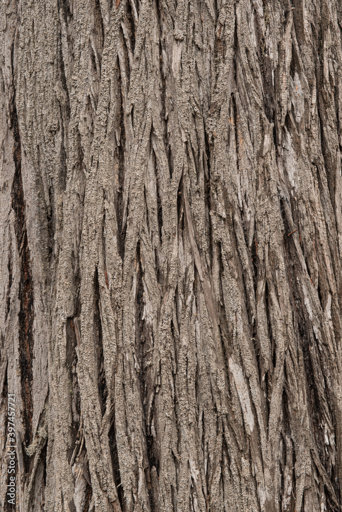 Monterey cypress bark background and texture, natural background concept Monterey cypress bark background and texture, natural background concept