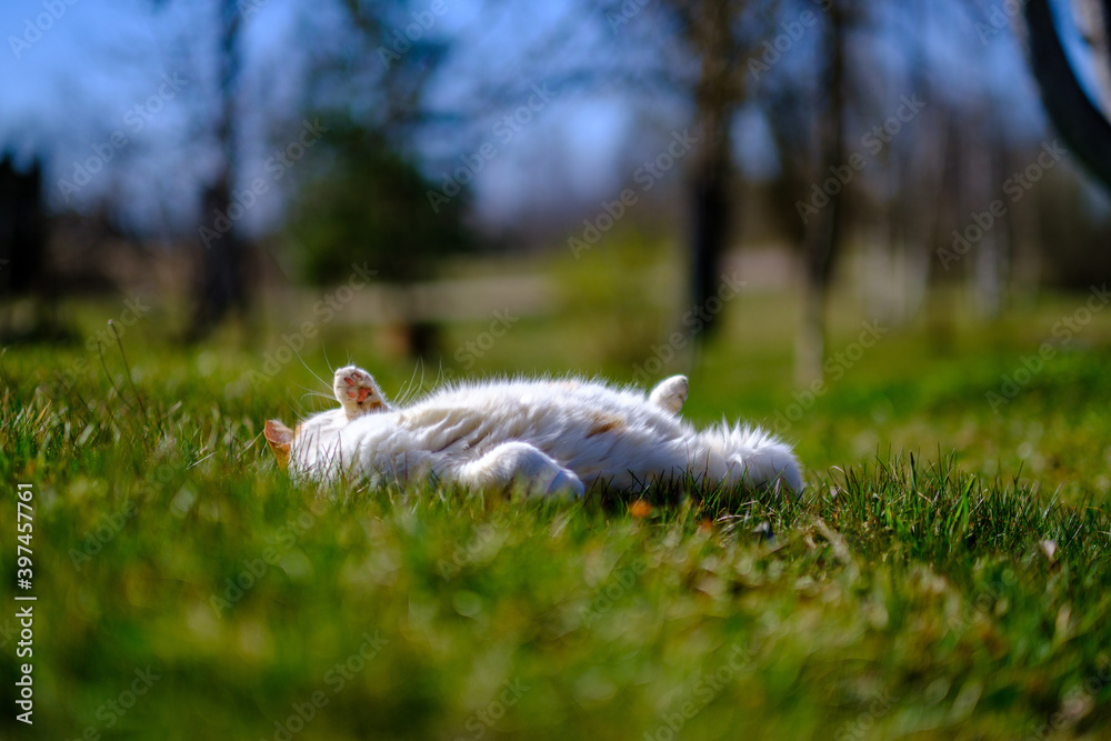 three colored cat lying on the lawn in sunny summer day