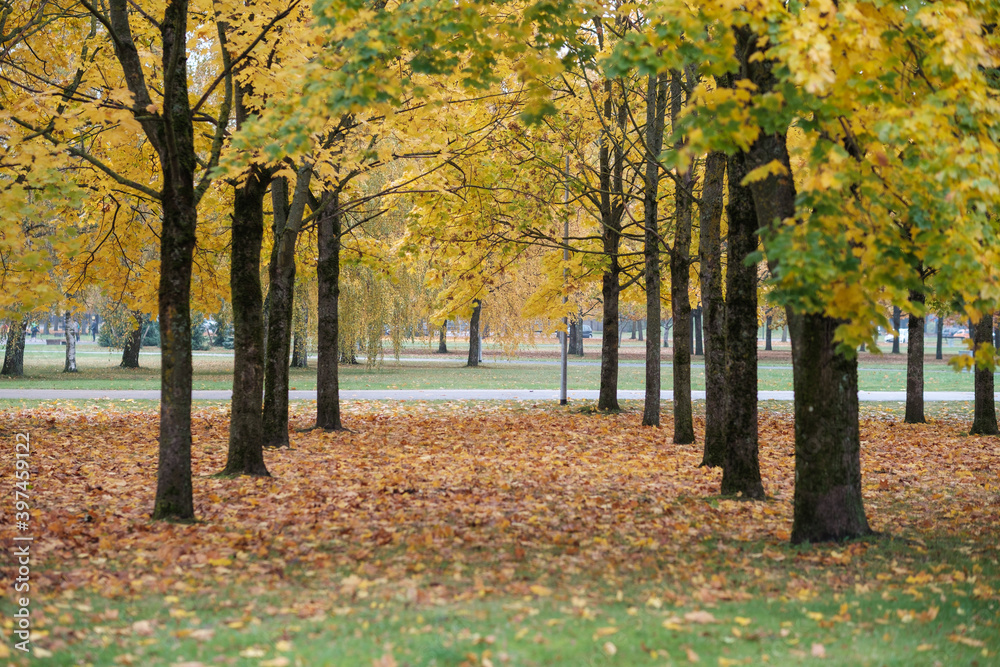 Naklejka premium golden yellow autumn trees in the park in sunny day
