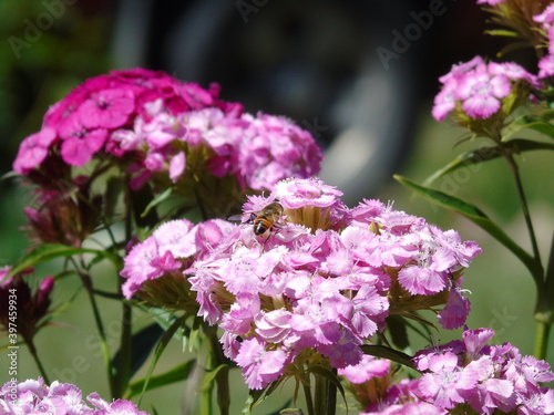 abeja ponilizando flor copelina rosada