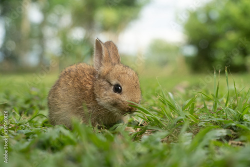 A cute baby rabbit was running and biting the grass in the yard. Rabbits are small animals that people are popular to bring as pets. © MemoryMan