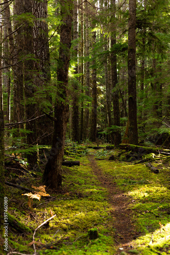 Fototapeta Naklejka Na Ścianę i Meble -  Trail through mossy forest on Cortes Island, BC