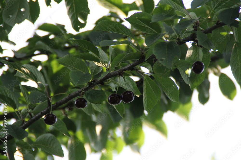 black cherries on a fruit tree among green leaves