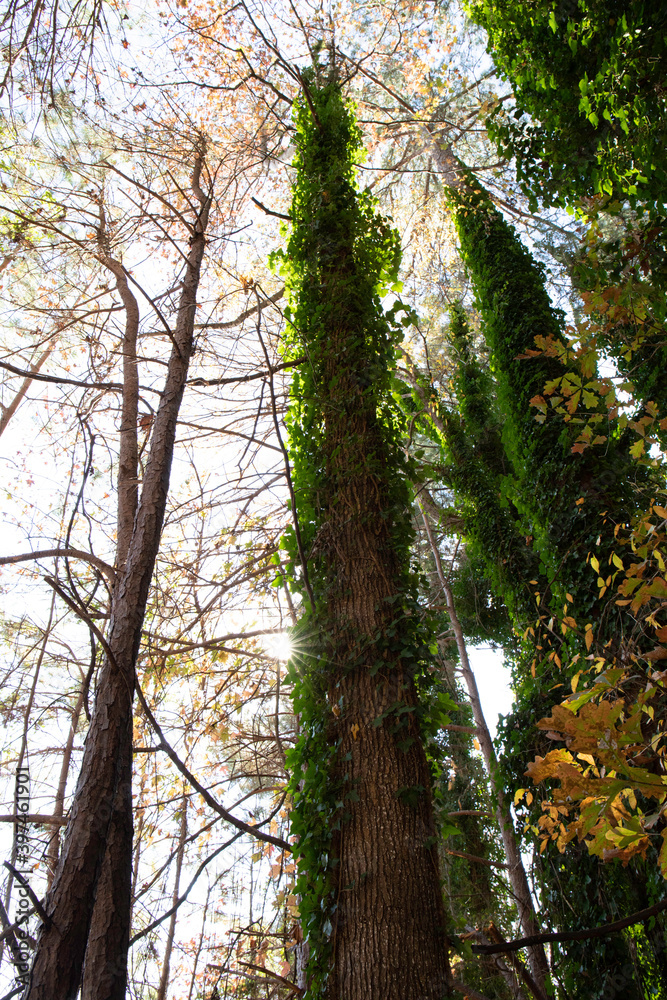 Fototapeta premium tall trees with ivy vines