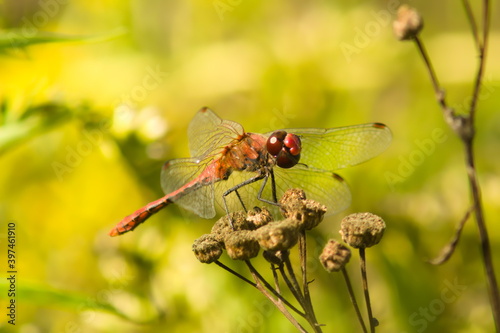 dragonfly