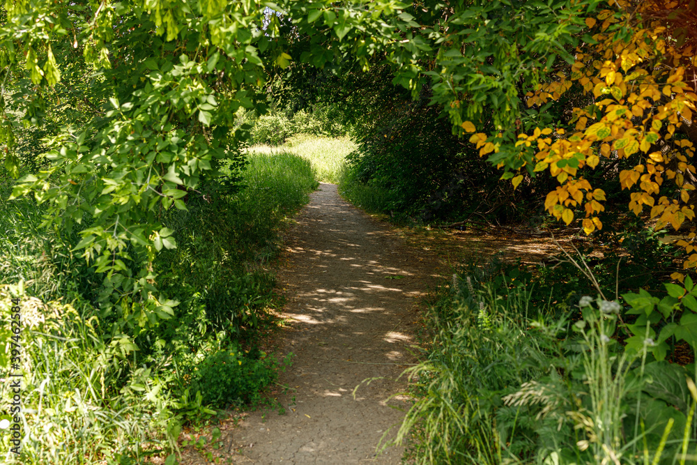 path among the branches of a tree, dark part path among the branches of a tree, dark part