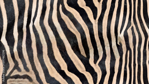 Zebra skin texture. Nature abstract background.