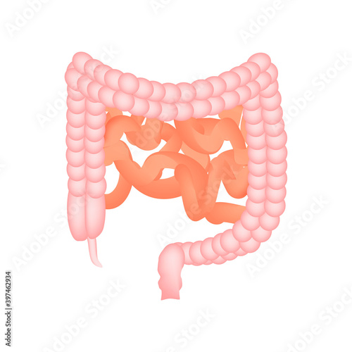 The anatomical structure of the intestine. Colon and intestines. Vector illustration on isolated background