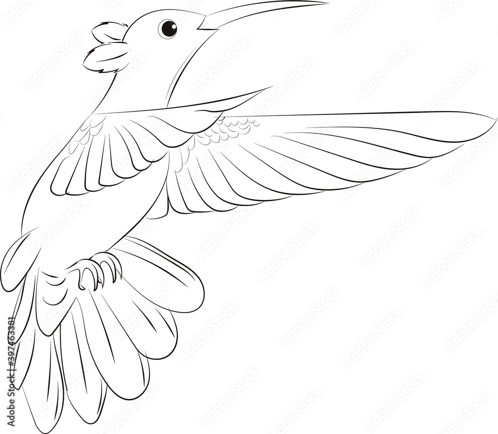 Obraz premium Colibri 