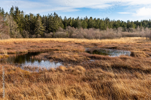 Swamp landscape in the High Fens