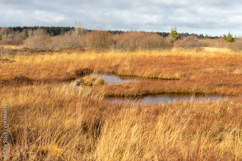 Swamp landscape in the High Fens