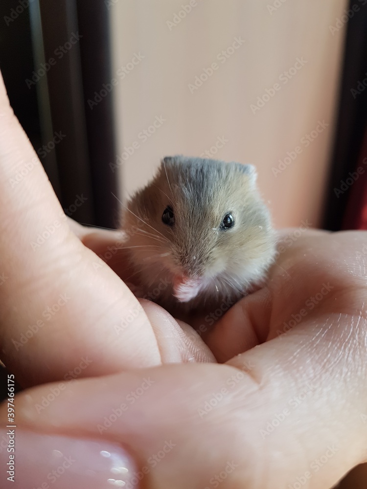 hamster, animal, rodent, mouse, pet, rat, cute, hand, domestic, mammal, fur, white, small, mice, animals, pets, isolated, fluffy, hair, furry, funny, little, black, curious, paw