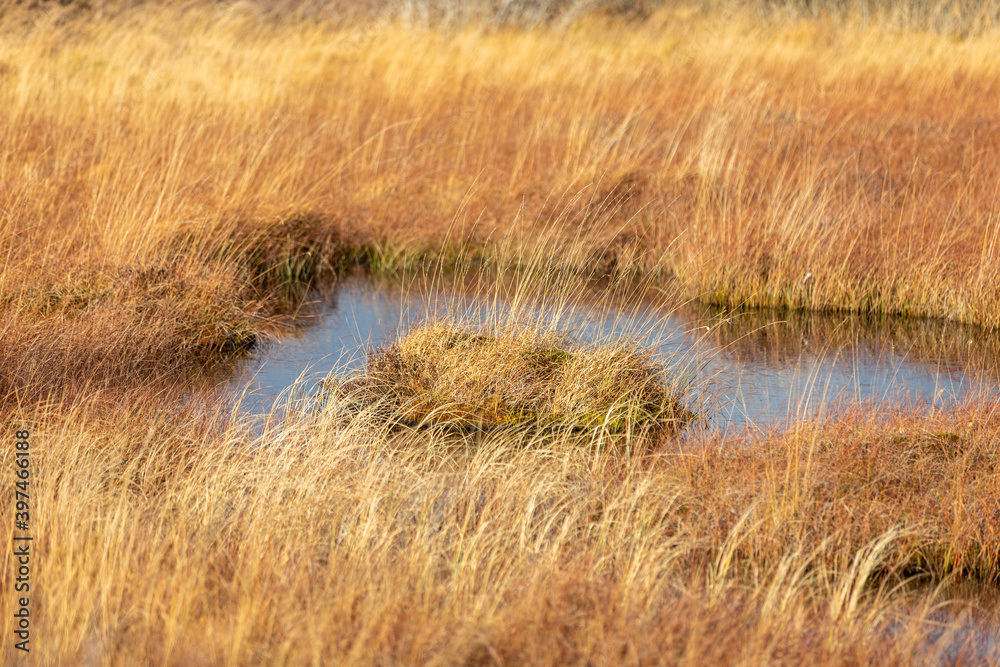 Swamp landscape in the High Fens Swamp landscape in the High Fens