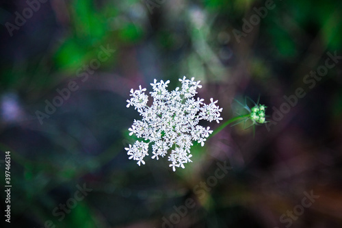 White fennel flower closeup with blurred green natural background. isolated blooming yarrow plant top view. Background organic picture. Medicinal plants cultivation. Vitamins and biological concept. photo