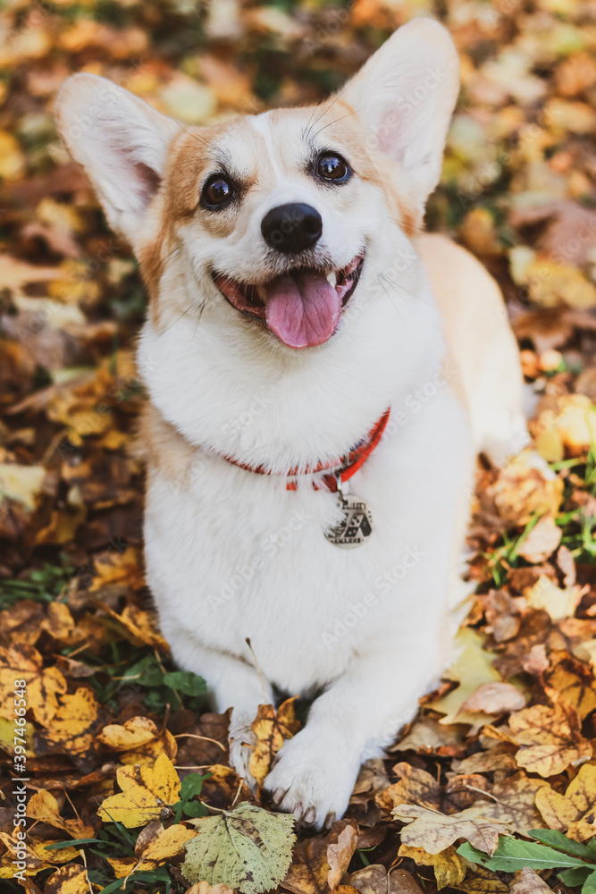 Welsh Corgi dog lies in autumn on the grass with yellow leaves.