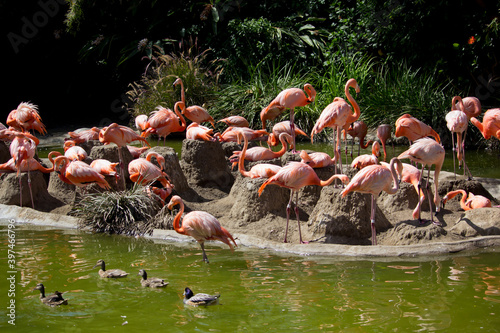 flamingos in the lake in san diego zoo, california