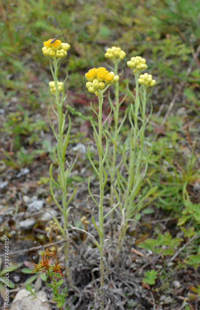 In the wild, the blooms immortelle (Helichrysum arenarium) In the wild, the blooms immortelle (Helichrysum arenarium)