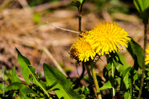 Yellow Dandelions on a sunny summer day with a bee