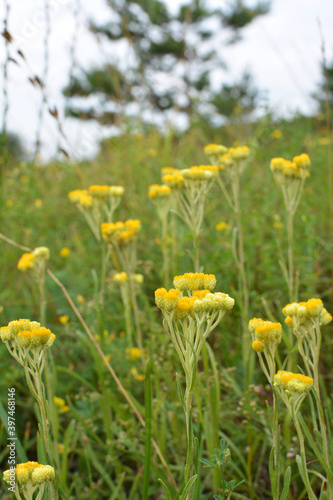 In the wild, the blooms immortelle (Helichrysum arenarium)