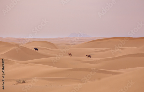 Desierto de Wadi Rum al atardecer con camellos al fondo
