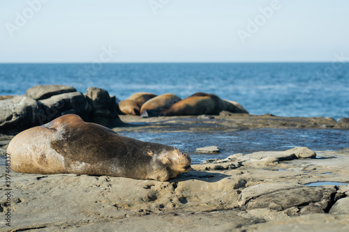 a seal sleeps in the sun around other seals