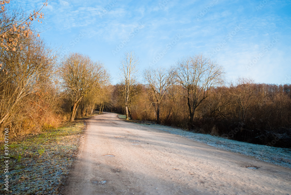 dirt road and large trees in the forest in autumn dirt road and large trees in the forest in autumn